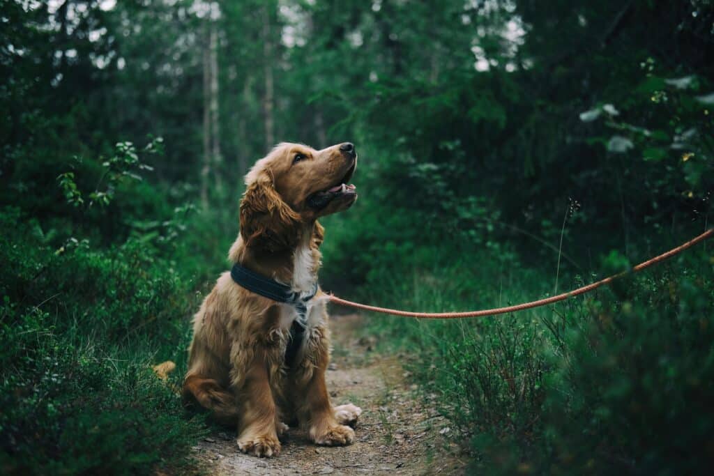 Se former aux métiers animaliers : l’ACACED, une étape clé