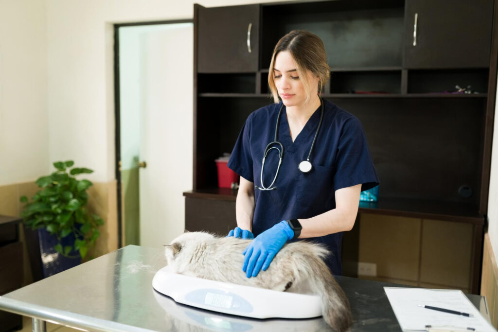 Assistante vétérinaire : métier, formation, salaire et débouchés